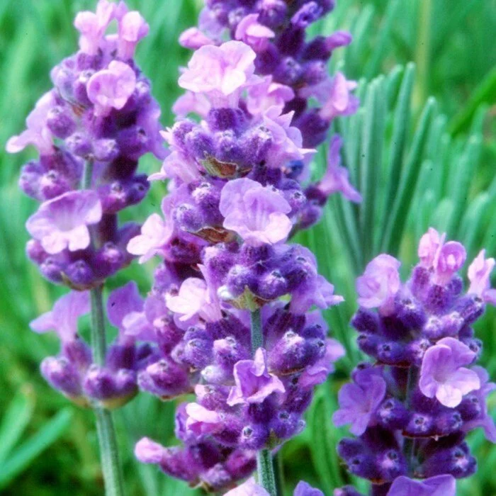 Lavender 'Melissa Lilac' — Canterbury Plantation